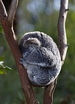 koala, phascolarctos cinereus, marsupial, wildlife, nature, eucalyptus, australia, adorable, koala, koala, koala, wildlife, wildlife, australia, australia, australia, australia, australia